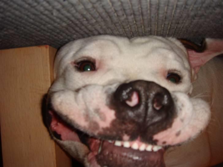 Sove / sjove billeder af Chester billede 2