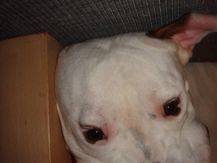 Sove / sjove billeder af Chester billede 3