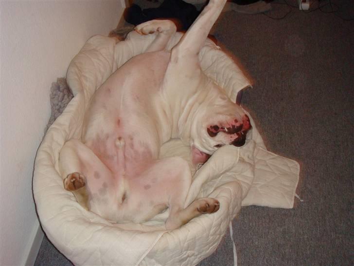 Sove / sjove billeder af Chester billede 4