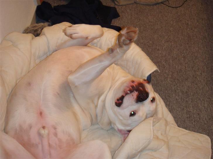 Sove / sjove billeder af Chester billede 5