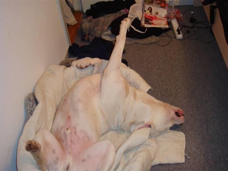 Sove / sjove billeder af Chester billede 6