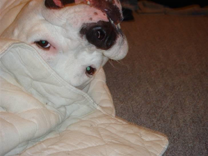 Sove / sjove billeder af Chester billede 7