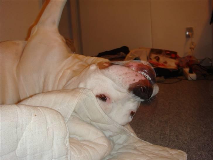 Sove / sjove billeder af Chester billede 8