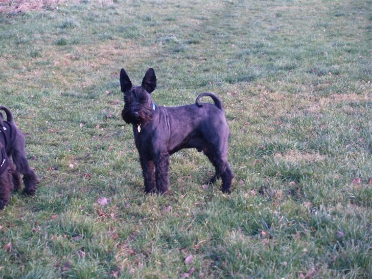 Trip - Trap - Træsko - en sjov størrelsesforskel billede 2