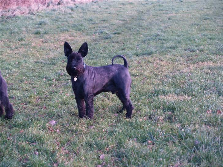 Trip - Trap - Træsko - en sjov størrelsesforskel billede 3