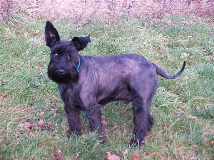 Trip - Trap - Træsko - en sjov størrelsesforskel billede 6