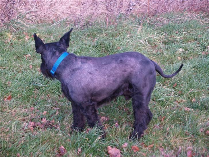 Trip - Trap - Træsko - en sjov størrelsesforskel billede 7