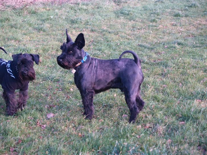 Trip - Trap - Træsko - en sjov størrelsesforskel billede 10