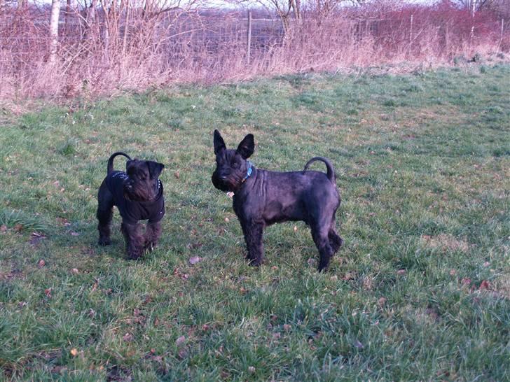 Trip - Trap - Træsko - en sjov størrelsesforskel billede 11