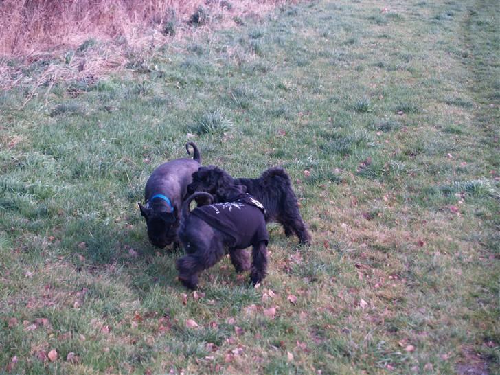 Trip - Trap - Træsko - en sjov størrelsesforskel billede 13