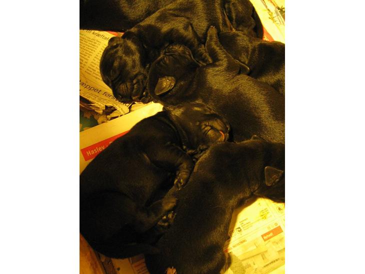 {{currentPhoto.altText}} billede {{currentPhoto.number}}