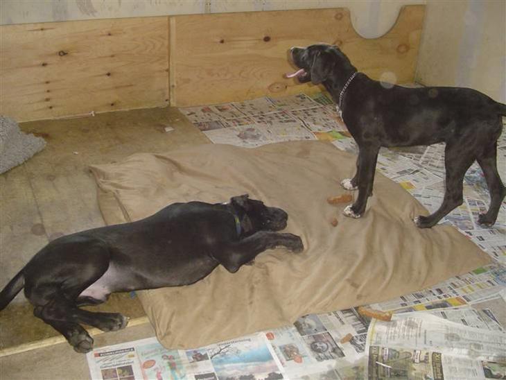 {{currentPhoto.altText}} billede {{currentPhoto.number}}