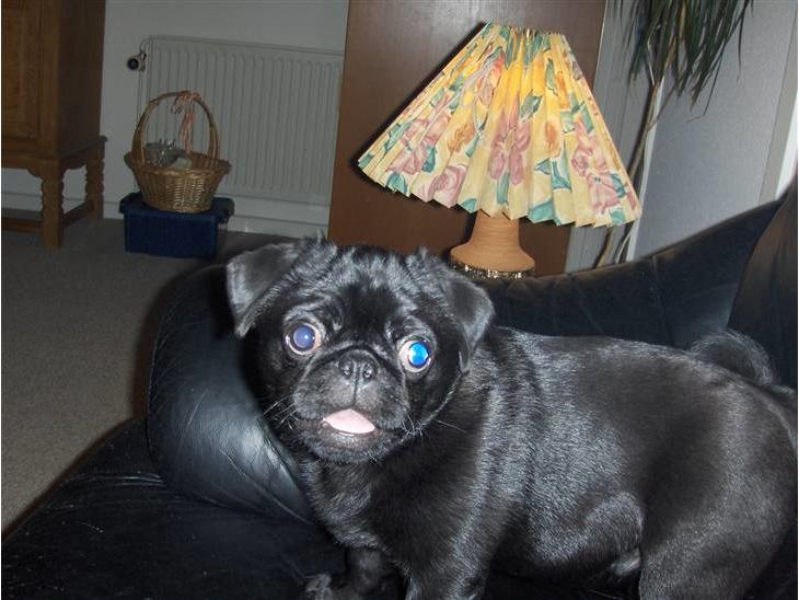 MOPS billede 0