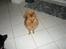 Lidt af mine fire hunde ..