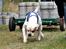 Nemo Weightpull