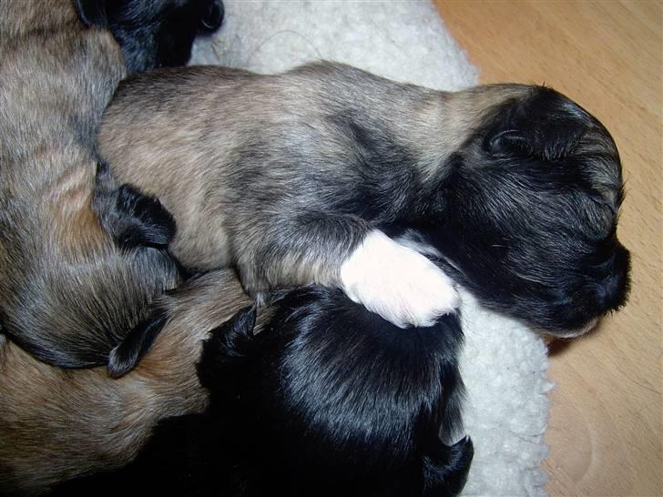 Lhasa Apso hvalpe billede 12
