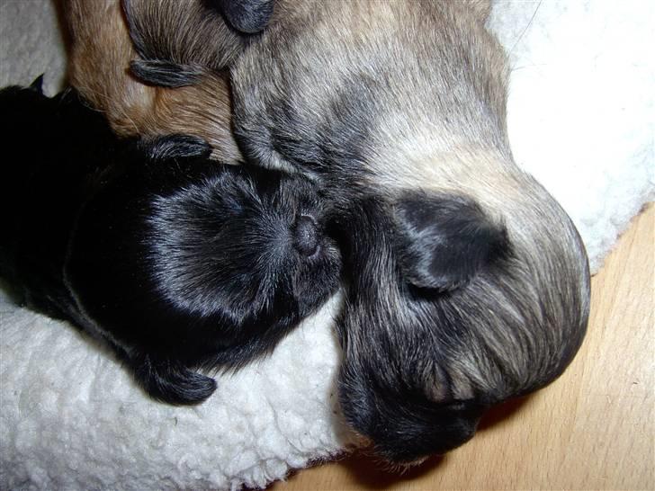 Lhasa Apso hvalpe billede 13