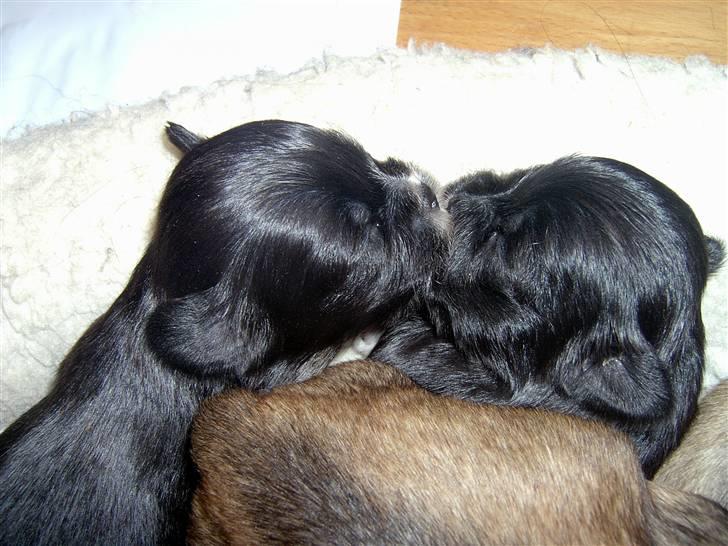 Lhasa Apso hvalpe billede 14