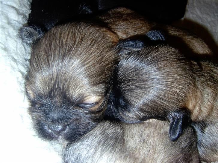 Lhasa Apso hvalpe billede 15