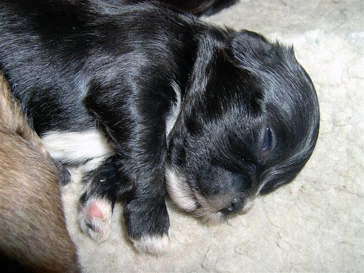 Lhasa Apso hvalpe billede 16