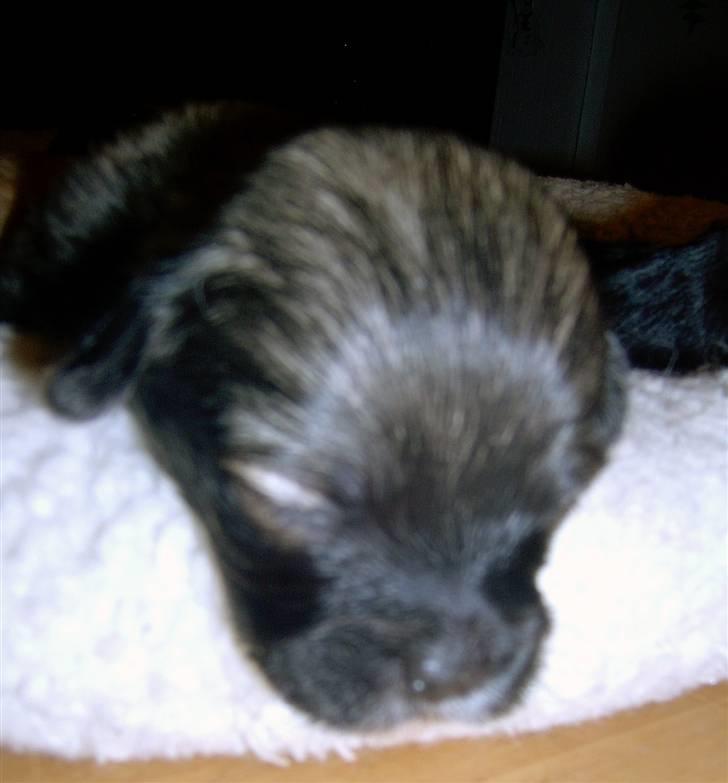 Lhasa Apso hvalpe billede 17