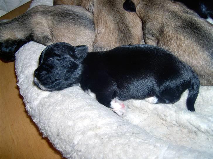 Lhasa Apso hvalpe billede 18