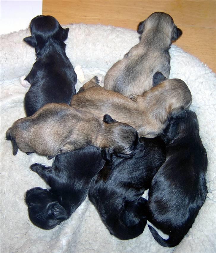 Lhasa Apso hvalpe billede 19