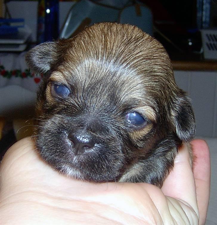 Lhasa Apso hvalpe billede 20