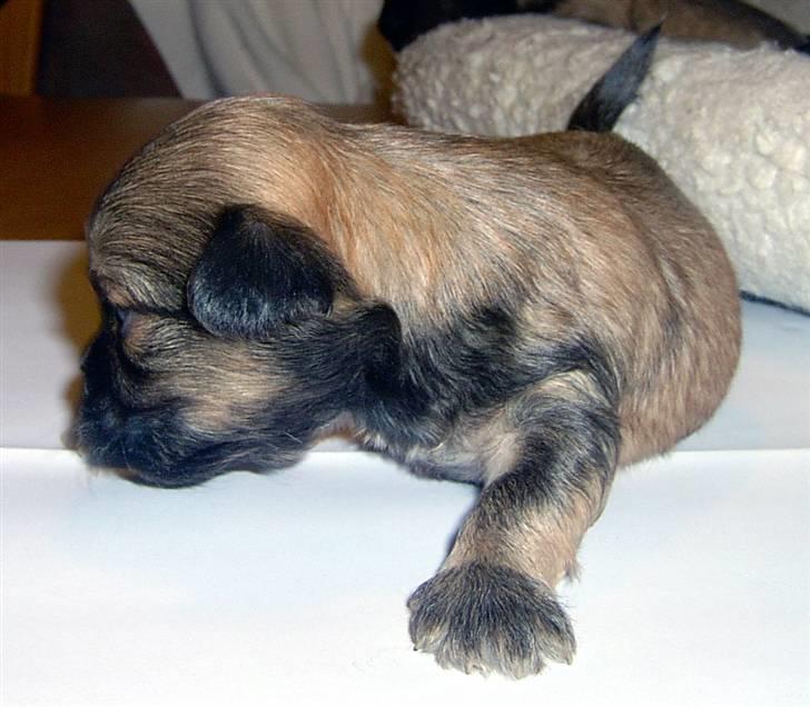 Lhasa Apso hvalpe billede 21