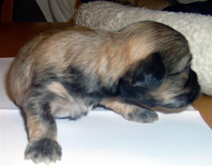 Lhasa Apso hvalpe billede 22