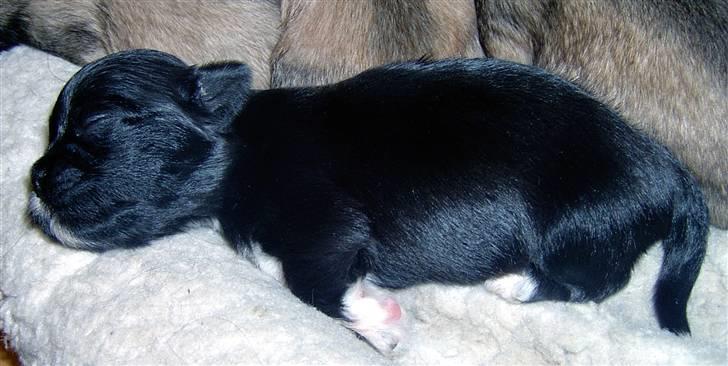 Lhasa Apso hvalpe billede 23