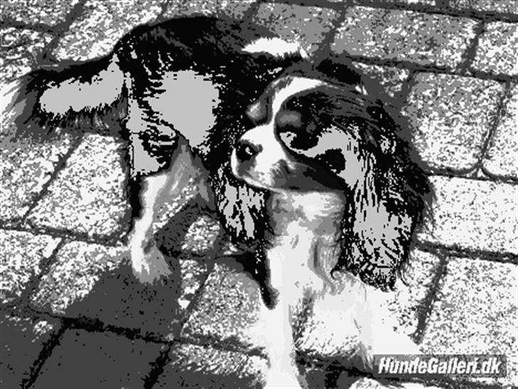 Billeder jeg har lavet til andre - Søde Charlie billede 15