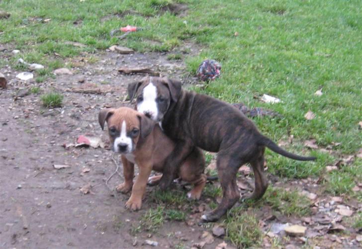 Hvalpe Rottweiler/Amerikansk staffordshire terrier billede 2