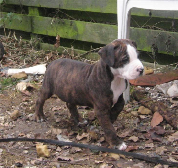 Hvalpe Rottweiler/Amerikansk staffordshire terrier billede 3