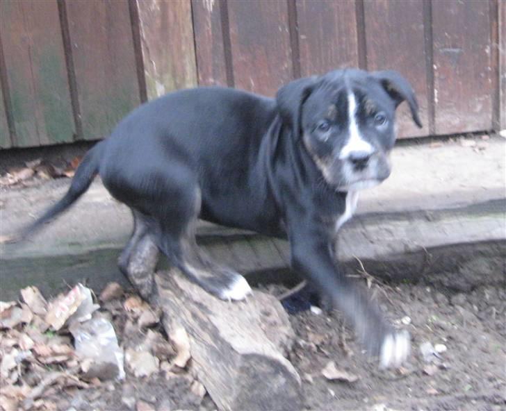 Hvalpe Rottweiler/Amerikansk staffordshire terrier billede 4