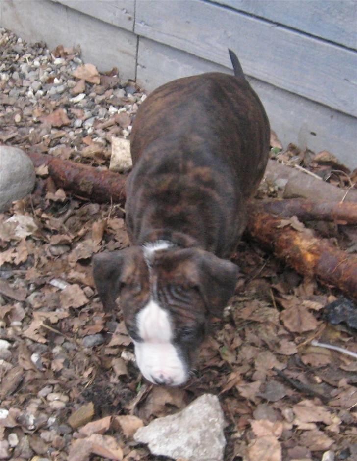 Hvalpe Rottweiler/Amerikansk staffordshire terrier billede 5