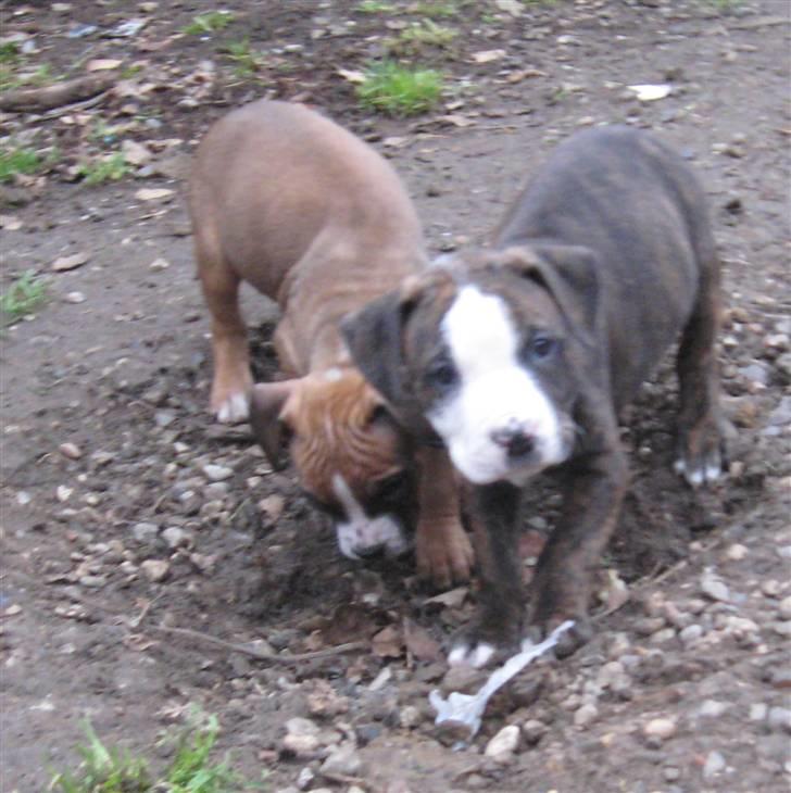Hvalpe Rottweiler/Amerikansk staffordshire terrier billede 6
