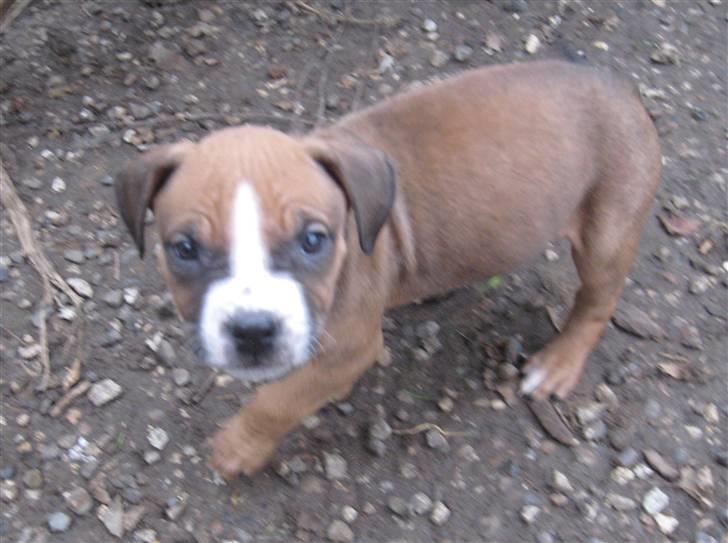 Hvalpe Rottweiler/Amerikansk staffordshire terrier billede 7