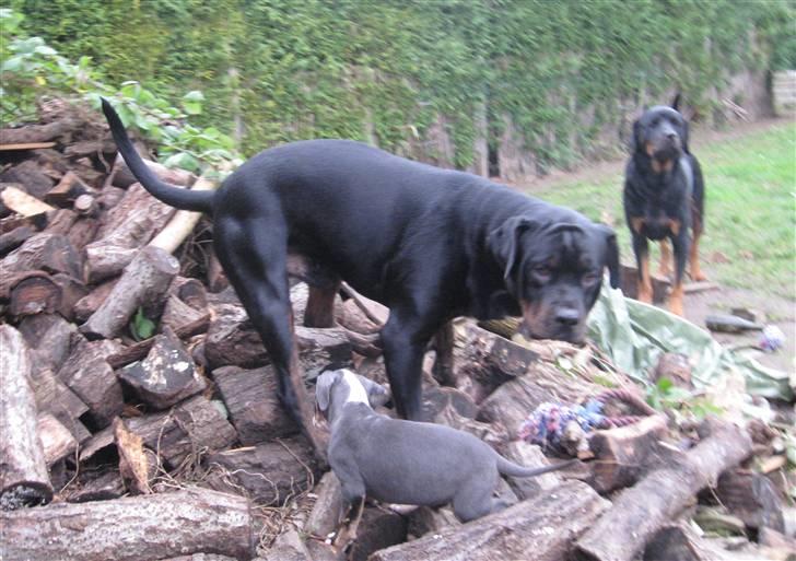 Hvalpe Rottweiler/Amerikansk staffordshire terrier billede 8