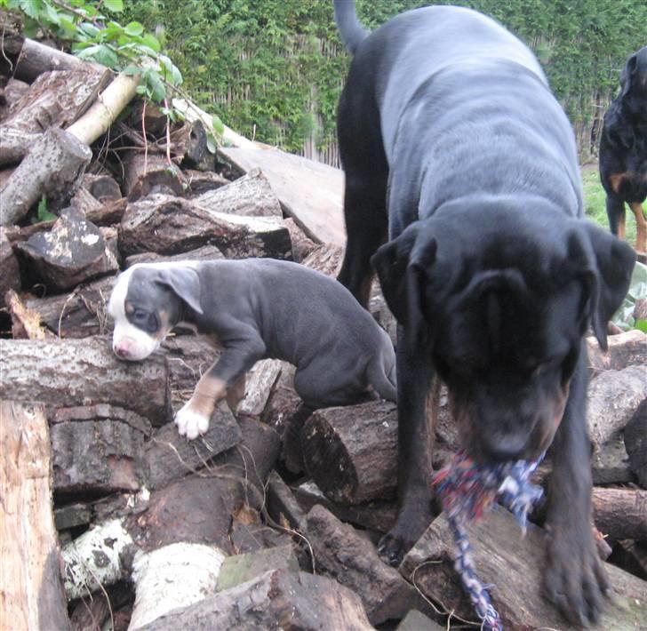 Hvalpe Rottweiler/Amerikansk staffordshire terrier billede 9