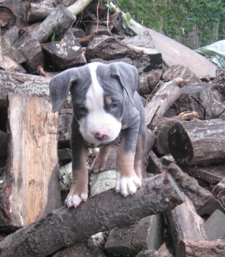 Hvalpe Rottweiler/Amerikansk staffordshire terrier billede 10