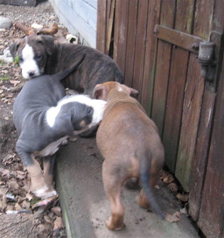 Hvalpe Rottweiler/Amerikansk staffordshire terrier billede 11