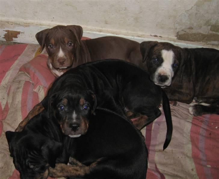 Hvalpe Rottweiler/Amerikansk staffordshire terrier billede 12
