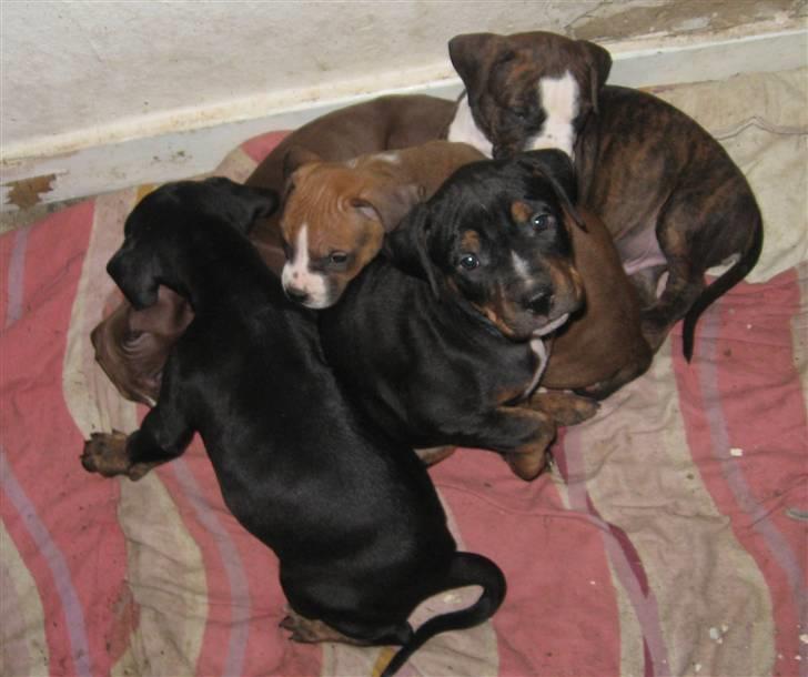 Hvalpe Rottweiler/Amerikansk staffordshire terrier billede 13