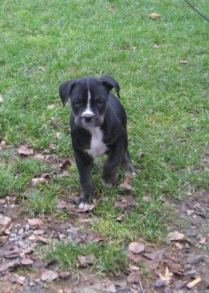Hvalpe Rottweiler/Amerikansk staffordshire terrier billede 14