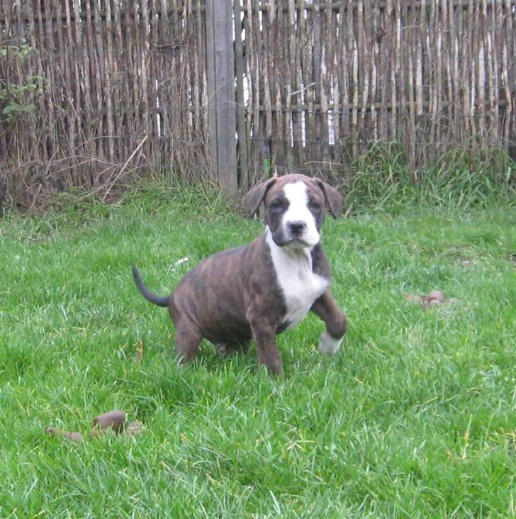 Hvalpe Rottweiler/Amerikansk staffordshire terrier billede 15