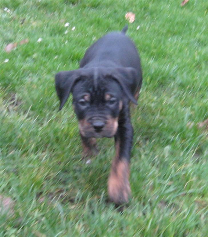 Hvalpe Rottweiler/Amerikansk staffordshire terrier billede 16