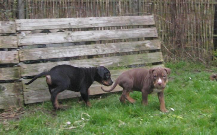 Hvalpe Rottweiler/Amerikansk staffordshire terrier billede 17