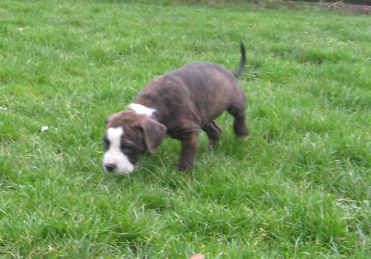 Hvalpe Rottweiler/Amerikansk staffordshire terrier billede 18