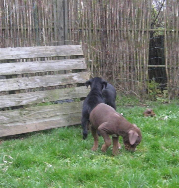 Hvalpe Rottweiler/Amerikansk staffordshire terrier billede 19